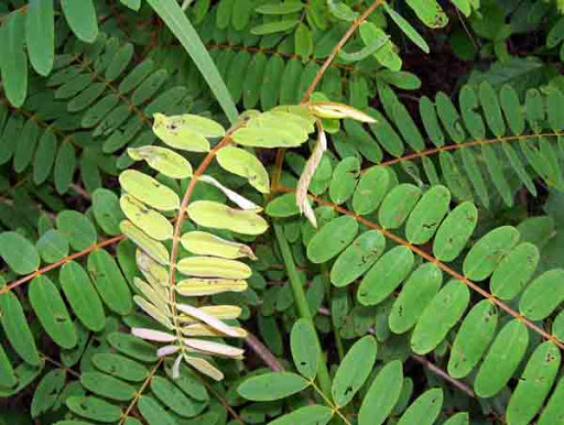 Cây Muồng đỏ. Cassia timoriensis A. DC. - Cây Thuốc Nam Quanh Ta